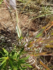 Diheteropogon amplectens