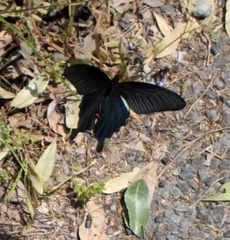 Papilio demetrius