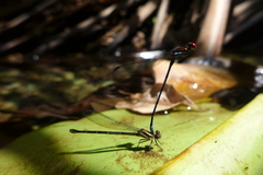 Argia cupraurea