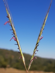 Diheteropogon amplectens