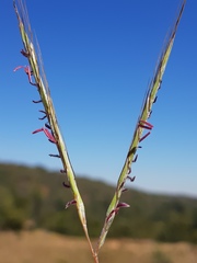 Diheteropogon amplectens