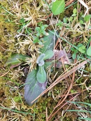 Hieracium longipilum