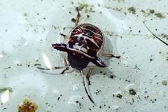 Alcimocoris coronatus