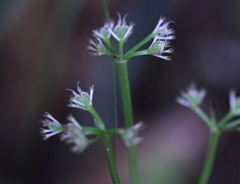 Sanicula lamelligera