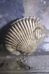 Noetiidae