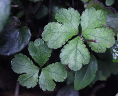 Sanicula lamelligera