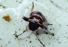 Alcimocoris coronatus