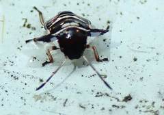 Alcimocoris coronatus