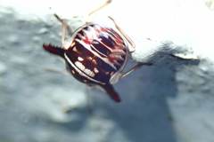 Alcimocoris coronatus