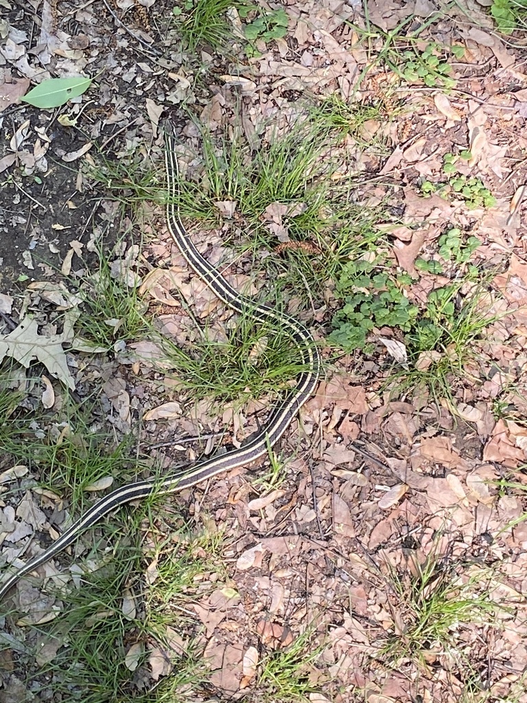 Common Ribbon Snake in April 2021 by whit_embry · iNaturalist