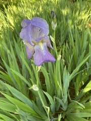 Iris