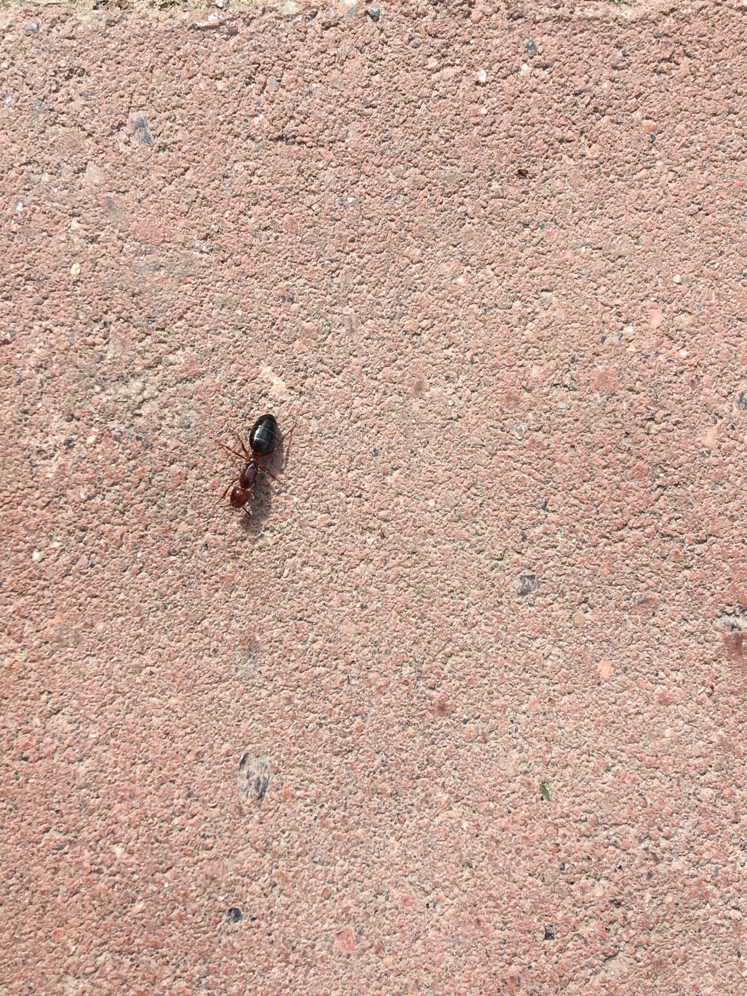 Camponotus lameerei