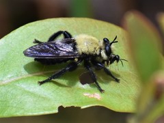 Laphria virginica