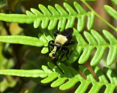 Laphria virginica
