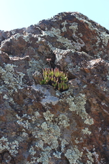 Dudleya viscida