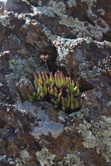 Dudleya viscida