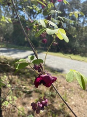 Akebia