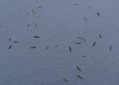Arctagrostis latifolia