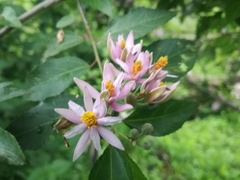 Grewia occidentalis occidentalis