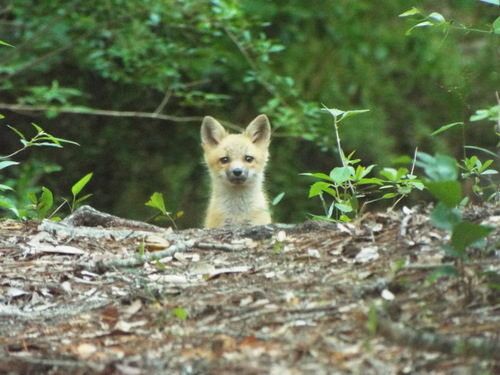 Red Fox photographed in Mississippi