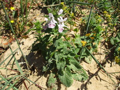 Stachys bolusii