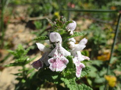 Stachys bolusii