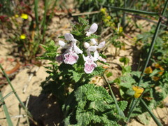 Stachys bolusii