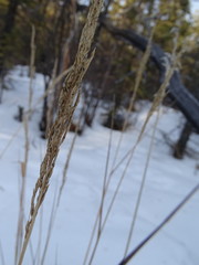 Arctagrostis latifolia