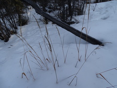 Arctagrostis latifolia