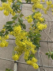 Galphimia glauca