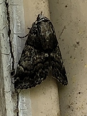 Allotria
