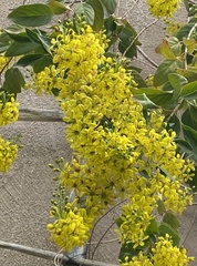 Galphimia glauca