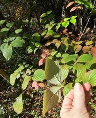 Cornus florida urbiniana