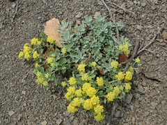 Odontarrhena tortuosa