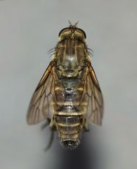 Anabarhynchus ruficoxa