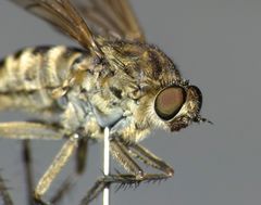 Anabarhynchus ruficoxa