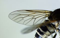 Anabarhynchus ruficoxa