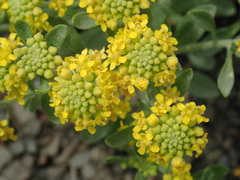 Odontarrhena tortuosa