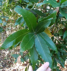 Quercus rysophylla