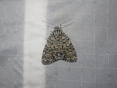 Acronicta heitzmani