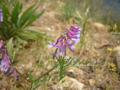 Vicia eriocarpa