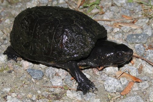 Striped Mud Turtle