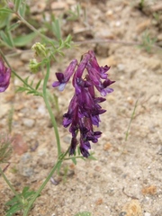 Vicia eriocarpa
