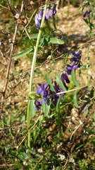 Vicia eriocarpa