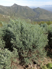 Amphithalea fourcadei