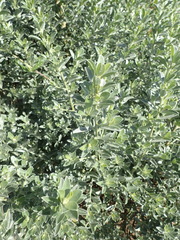 Amphithalea fourcadei