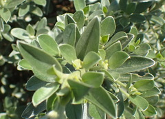 Amphithalea fourcadei