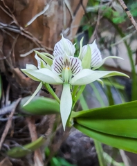 Prosthechea chacaoensis