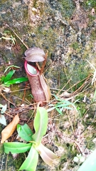 Nepenthes