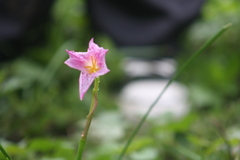 Oenothera rosea